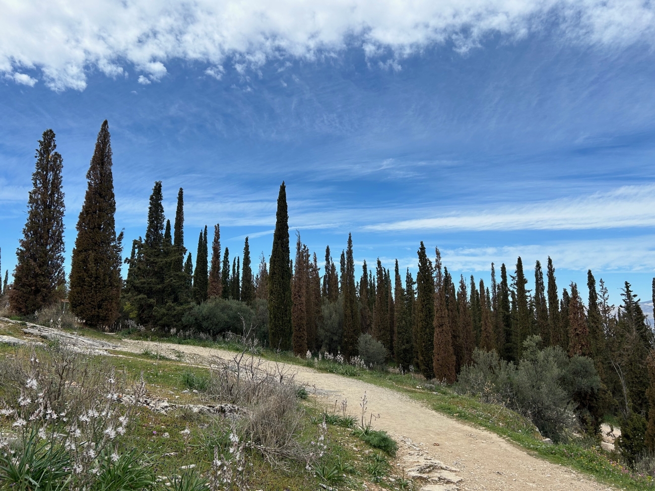 «Ξήρανση δέντρων στο Αισθητικό Δάσος του Υμηττού: Αντιμετωπίζοντας την πρόκληση με θετική ματιά» του Νίκου Πάγκα