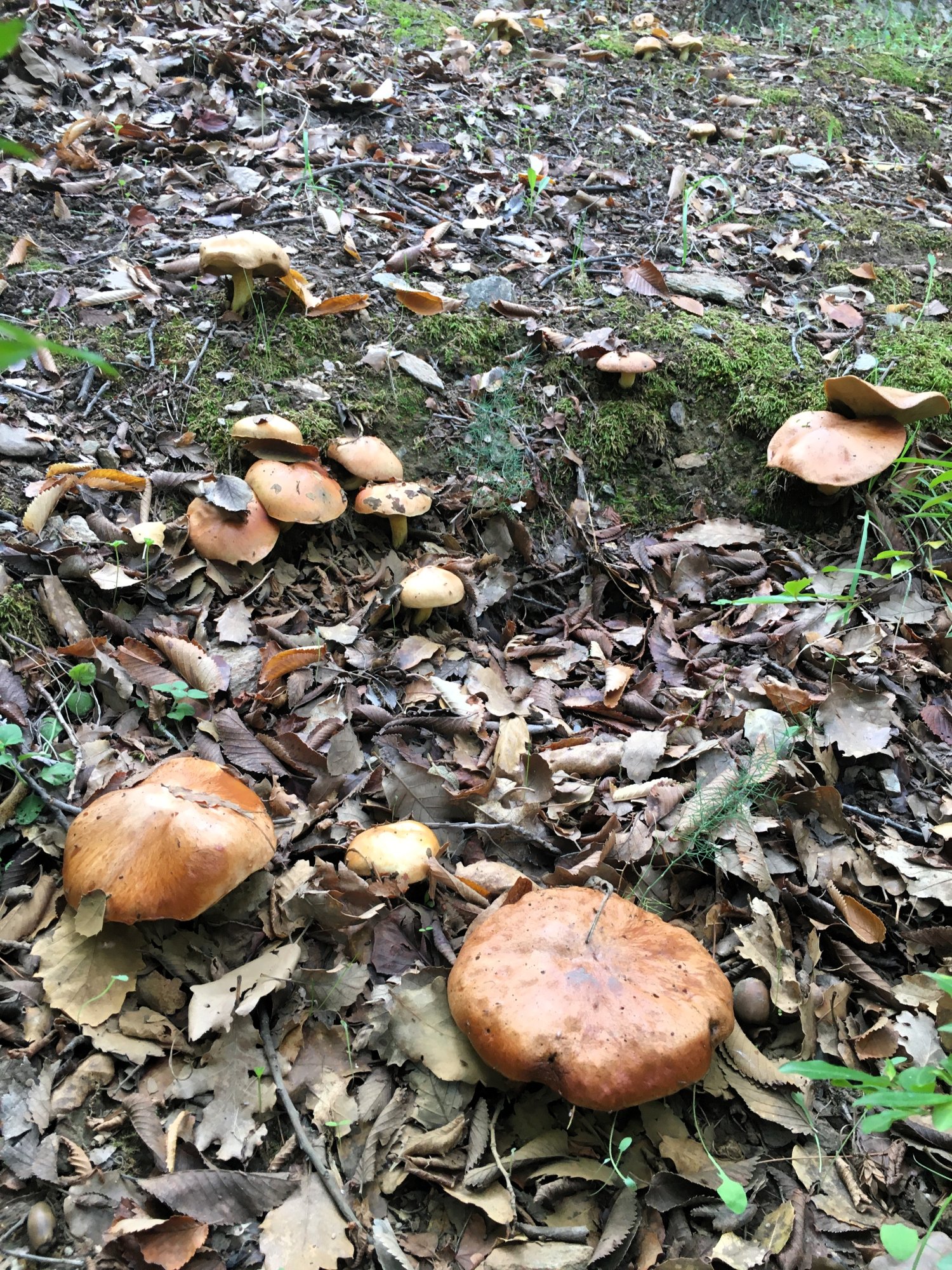 «Νέα από τους κήπους της Φιλοδασικής | Φθινόπωρο 2025» της Σοφίας Σταθάτου